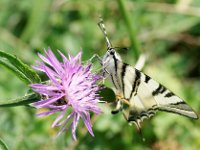 Iphiclides podalirius (Le flambé)